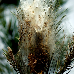 Plante recouverte d'une espèce de toile crééé par les chenilles processionnaires - France  - collection de photos clin d'oeil, catégorie plantes